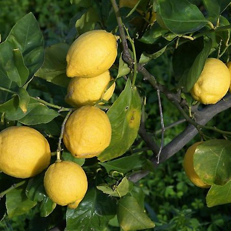 Вілла Il Limoneto Ачиреале Екстер'єр фото