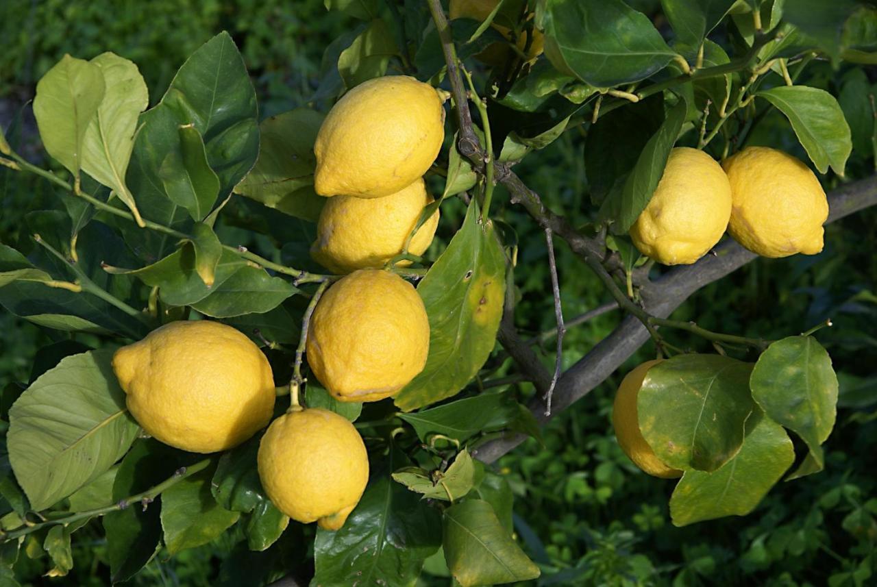 Вілла Il Limoneto Ачиреале Екстер'єр фото